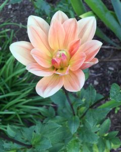 mrseileendahlia