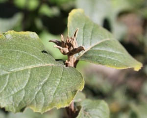 Buds appear in summer and fall for the following spring